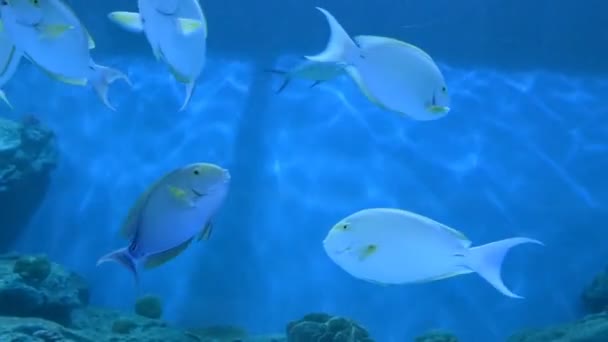 Рыбы в аквариуме — стоковое видео