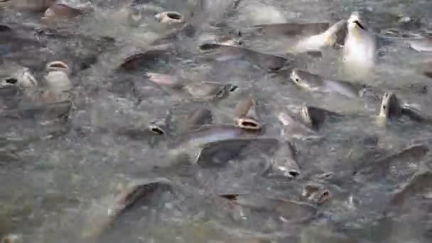 Requin irisé Poissons dans la rivière de Thaïlande, Requin irisé Alimentation des poissons 