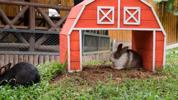 Casa de conejos de madera con conejos — Vídeos de Stock