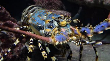 Su altında renkli ıstakoz