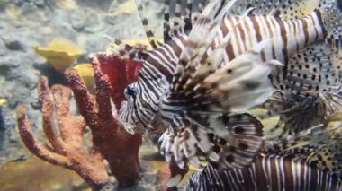 Lionfish. Vahşi yaşam hayvan.