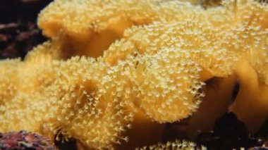 Yumuşak mercanlar, yakın çekim 