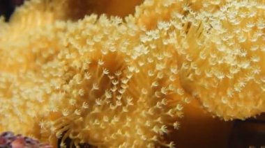 Yumuşak mercanlar, yakın çekim 