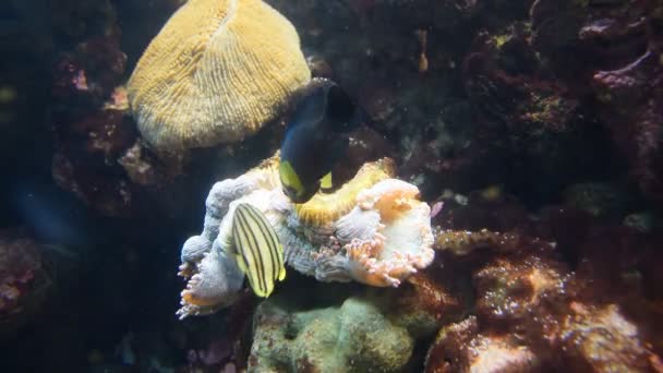 Pescado y coral. Vida silvestre animal . — Vídeo de stock