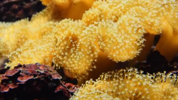 Μαλακά κοράλλια, κοντινό πλάνο — Αρχείο Βίντεο