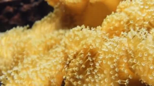 Zachte koralen, close-up — Stockvideo
