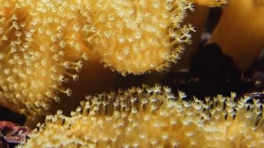 Yumuşak mercanlar, yakın çekim