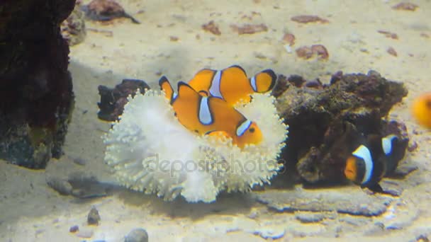 Clown fish and coral. Wild life animal. — Stock Video