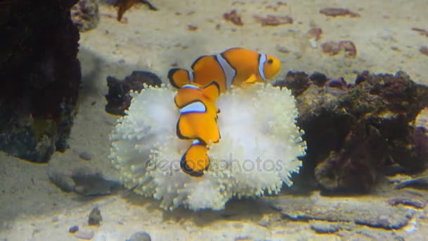 Клоунская рыба и кораллы. Дикие животные . — стоковое видео
