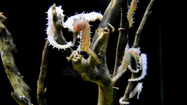 Seahorse onderwater zwemmen — Stockvideo