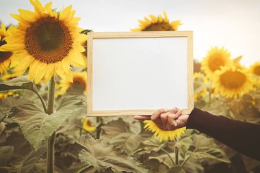 Ayçiçeği arka plan üzerinde beyaz tahta holding eller