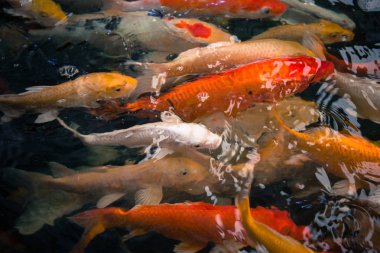 Renkli süslü sazan balık