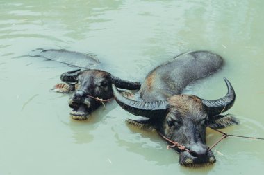 İki kanal suda Yüzme buffalo