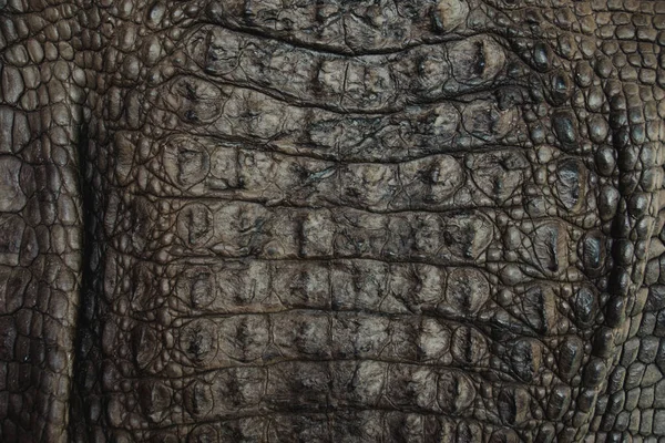 Pelle di coccodrillo texture primo piano sfondo — Foto Stock