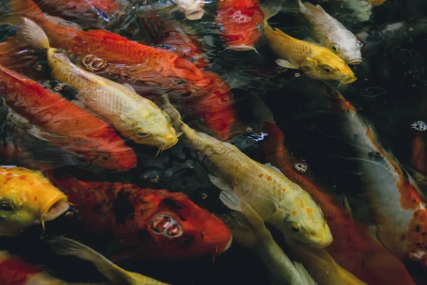 Bunte ausgefallene Karpfenfische — Stockfoto