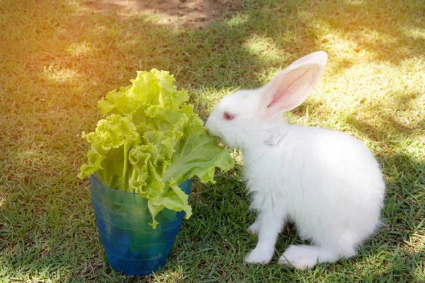 Lapin manger salade verte — Photo