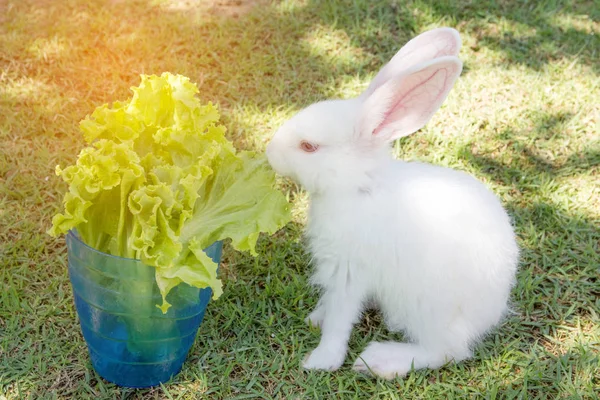 Lapin manger salade verte — Photo