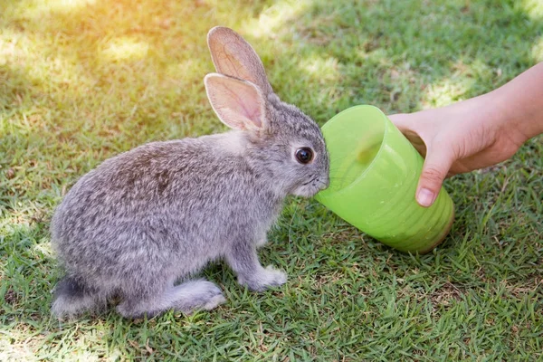 Une petite main nourrit le lapin . — Photo