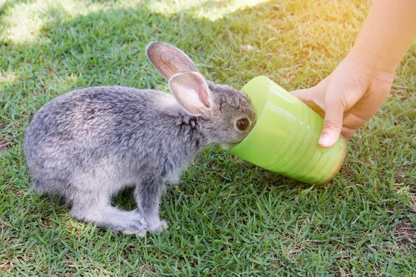 Une petite main nourrit le lapin . — Photo