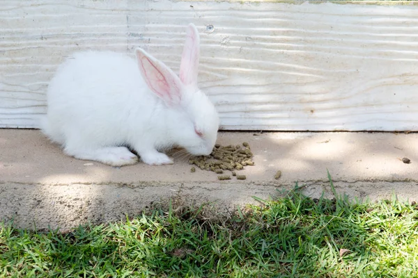 Lapins lapin dans le jardin — Photo