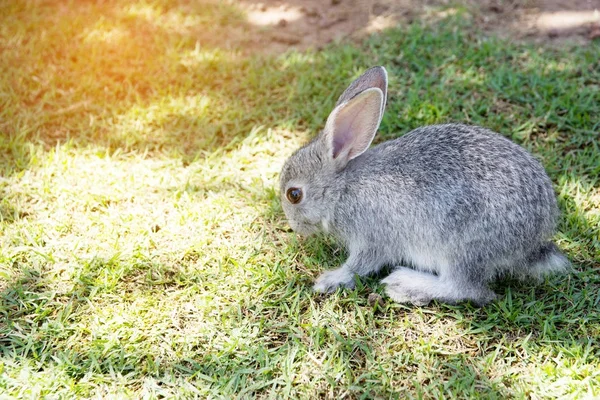 Lapins lapin dans le jardin — Photo