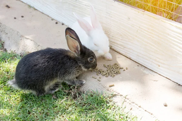 Lapins lapin dans le jardin — Photo