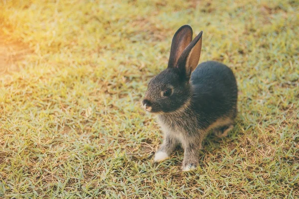 Lapins lapin dans le jardin — Photo