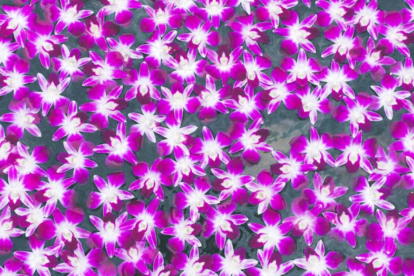 Fundo colorido da orquídea — Fotografia de Stock