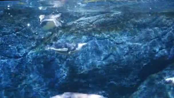 Pingüino Natación Bajo Agua Animales — Vídeo de stock