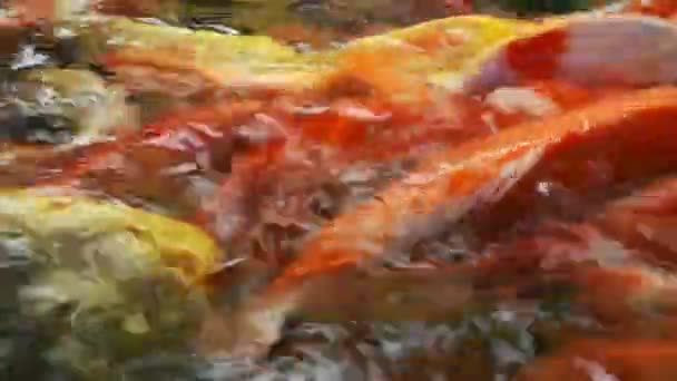 Pesce Carpa Fantasia Colorato — Video Stock