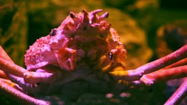 Alaska Crab denizin içinde