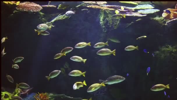 在一片珊瑚礁鱼 — 图库视频影像