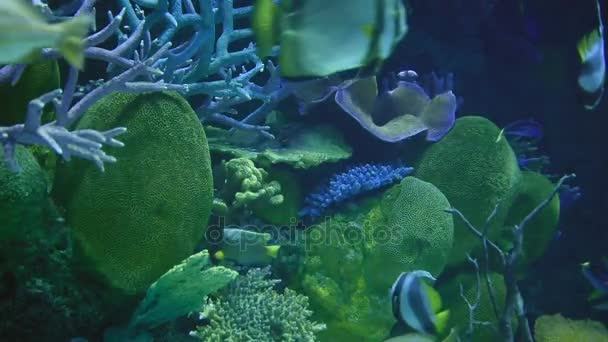 Peixe Recife Coral — Vídeo de Stock