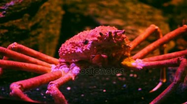 Alaska Crab denizin içinde