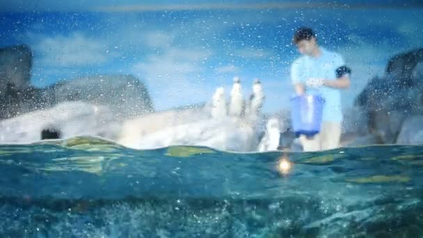Бангкок Таїланд Липень 2017 Персонал Юнак Годування Пінгвіни Свіжої Риби — стокове відео