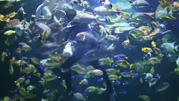 Bangkok Thailand July 2017 Diver Man Costume Feeding Fishs — Stock Video
