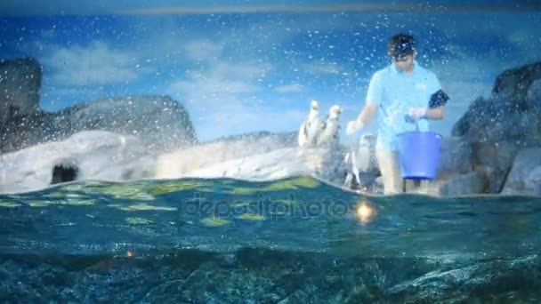 Bangkok Thailand Luglio 2017 Staff Giovane Che Nutre Pinguini Pesce — Video Stock