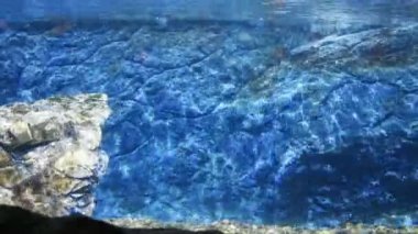 Sualtı Yüzme penguen. mutlu