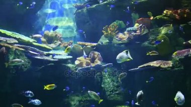 Bir mercan kayalığı üzerinde sualtı balık