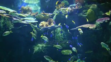 Bir mercan kayalığı üzerinde sualtı balık