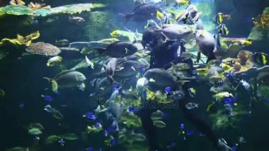 Bangkok Tayland-10 Temmuz 2017: fishs besleme bir dalgıç adam kostüm 