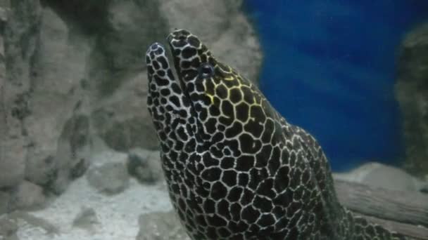 Moray Morzu Underwater — Wideo stockowe