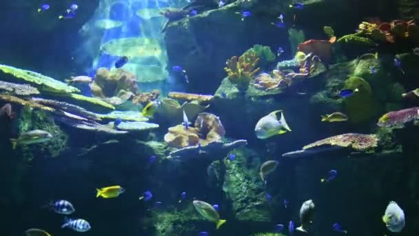 Poisson Sur Récif Corallien Sous Eau — Video