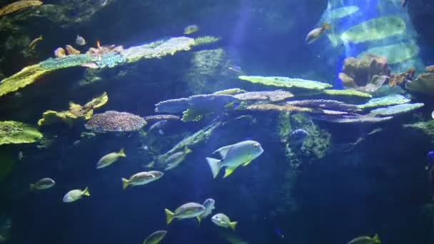 Poisson Sur Récif Corallien Sous Eau — Video