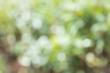 arka plan ağaç ile bulanıklık