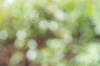 arka plan ağaç ile bulanıklık