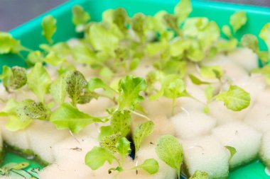 Organik hidroponik sebze yetiştirme çiftliği