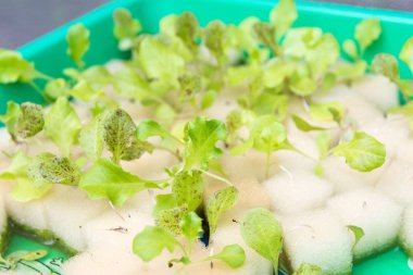 Organik hidroponik sebze yetiştirme çiftliği