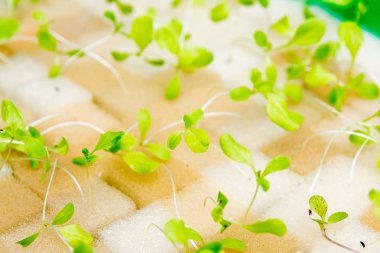 Organik hidroponik sebze yetiştirme çiftliği