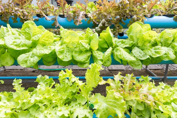 Exploração biológica de produtos hortícolas hidropônicos — Fotografia de Stock